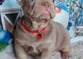 Buldogi francuskie szczenieta