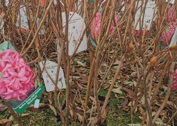 Azalia wielkokwiatowa