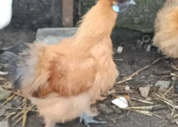 Sprzedam koguta silke