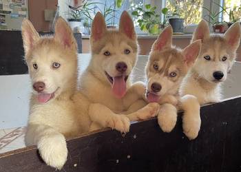 Szczeniaki szczeniaczki szczeniak husky siberian rasowe z rodowodem