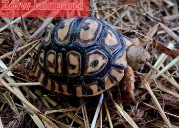 Sprzedam: żółwie stepowe, żółwie lamparcie, żółwie żabuti, hodowla ur. 2025 Rybnik