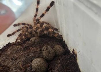 Poecilotheria tigrinawesseli samiec ok 2.5dc