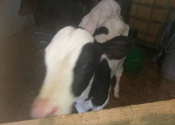 Byczki do dalszego chowu