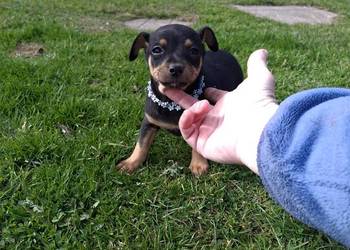 Pies pinczer minuatura