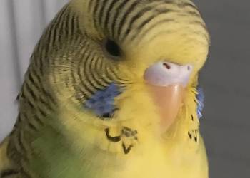 Papuga falista