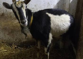 Koza młoda - kotna