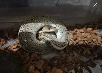 Samiec węża królewskiego PINSTRIPE BONGO