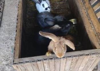 Sprzedam króliki 4 sztuki Sprzedam króliki 4 sztuki