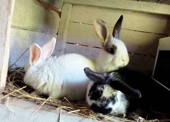 Sprzedam młode króliki