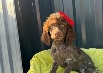 pudel średni suczka