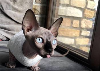 Sphynx Sfinks * Wyjątkowy przeKochany super kocurek Warszawa