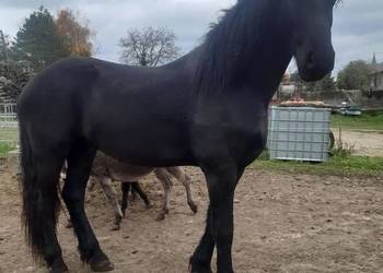 Koń wałach 4 lata Fryz Wstęmpnie zajeżdżony