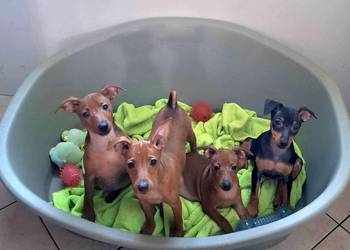 Pinczer, pinczery,  pinczerki miniaturowe z metryczkami FCI