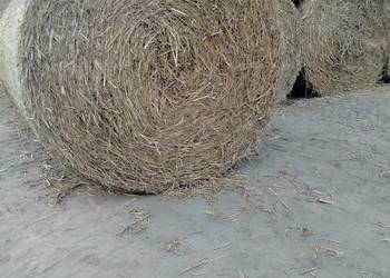 Sprzedam słome