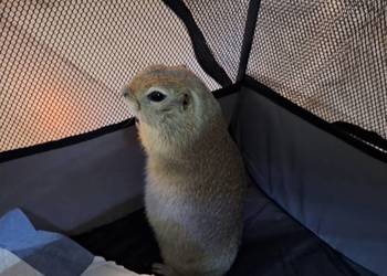 suseł preriowy suseł richardsona