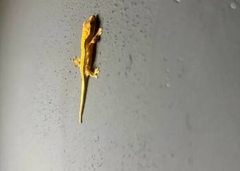 Młode gekony orzęsione