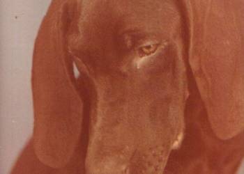 Kart. pocz. Zwirzaczki  3 szt.