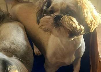 Shih Tzu śliczna tri color - Wszystkie szczepienia