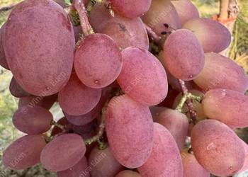 Winogrono deserowe Prieobrażenie. Sadzonki winorośli. Winogrono deserowe Prieobrażenie. Sadzonki winorośli.