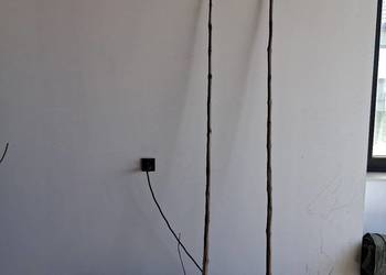 Modrzew klon  jawor i pospolity katalpa morwa