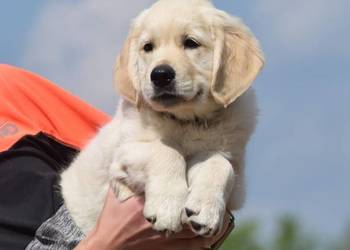 Golden Retriever Zkwp fci