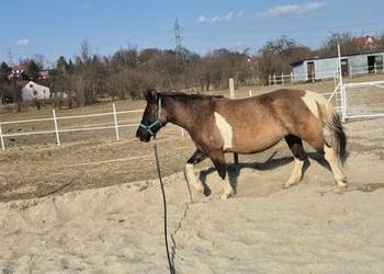 Klacz huculska z licencją