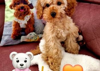 Unikatowy pudelek toy misio