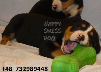 Duży Szwajcarski Pies Pasterski szczeniaki szczenięta hodowla