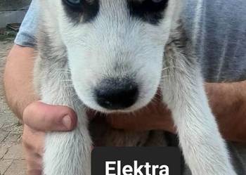 Syberiany husky