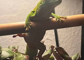 Jaszczurka do terrarium Jaszczurka do terrarium