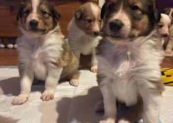 Owczarek szkocki collie – urocze szczenięta szukają kochających domów!