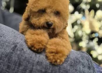 Pudel Toy samiec ZKwP FCI