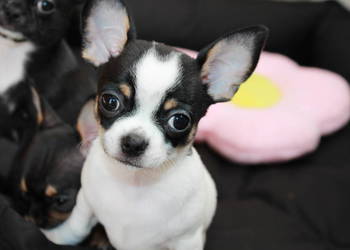 Chihuahua krótkowłosy chłopiec ZKwP FCI - Prawdziwy rodowód!!