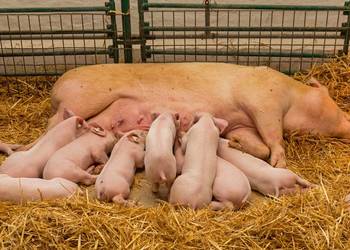 Dezosan Junior – sucha kąpiel dla prosiąt, higiena 300 kg