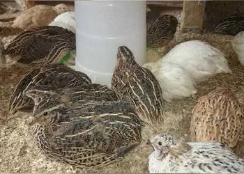 Przepiórki młode zdrowe