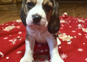 Sprzedam rasowe pieski beagle