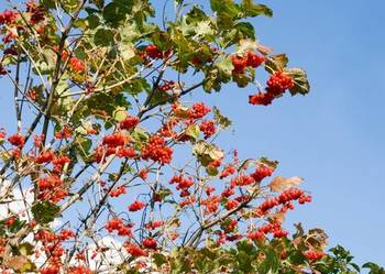 Jarząb szwedzki (Sorbus intermedia) obwód 12-14 cm, z bryłą – HURT