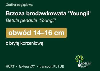 Brzoza brodawkowata 'Youngii' obwód 14-16 cm, z bryłą – HURT