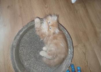 Kot perski z rodowodem