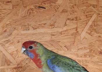 Rozella królewska samica Rozella królewska samica