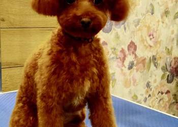 Pudel Toy piesek Odsprzedam