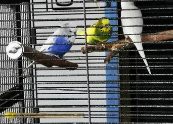 Papuga falista papugi faliste dorosłe samiec samica para