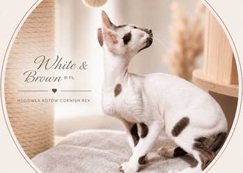 Cornish Rex – kocurek arlekin | gotowy do odbioru | rodowód FPL