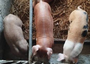Sprzedam prosiaki mięsne i WBP