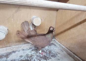 Gołębie wiedeński lotny