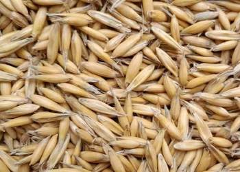 Sprzedam owies Bingo