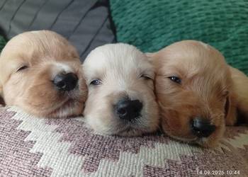 Golden retriever szczeniaki pieski
