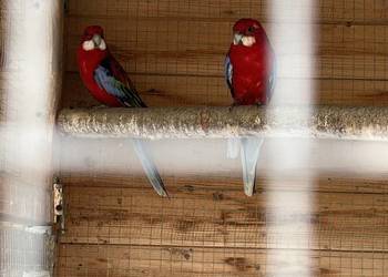 Papugi rozelle białolice 2024r.