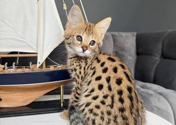 Savannah F1