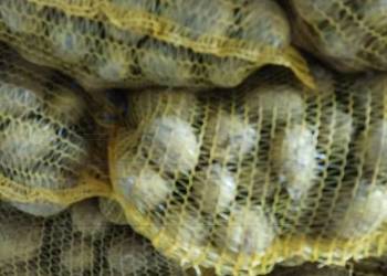 Ziemniaki jadalne i paszowe